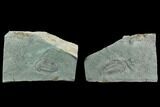 2.35" Longianda Trilobite With Pos/Neg Split - Issafen, Morocco - #130546-1